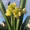  Кливии (Clivia)